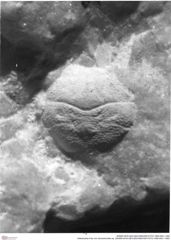Historisches Foto von Goniodromites sp. (NHMW-AFW-GEO-BACHMAYER-FOTO-1990-0041-1382)
